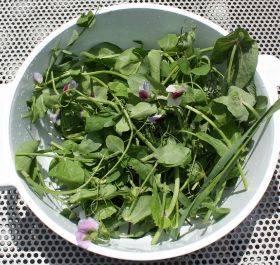 bunch of pea shoots