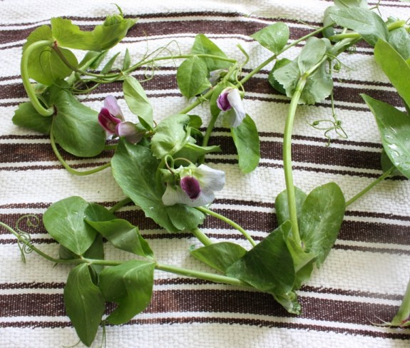 washed pea shoots 2
