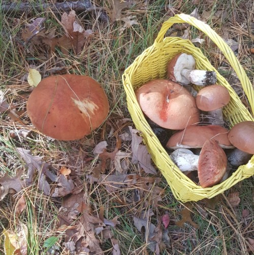 Mushroom picking basket