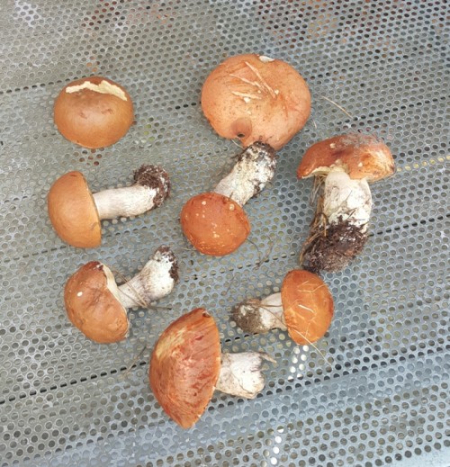 Wild mushrooms boletus